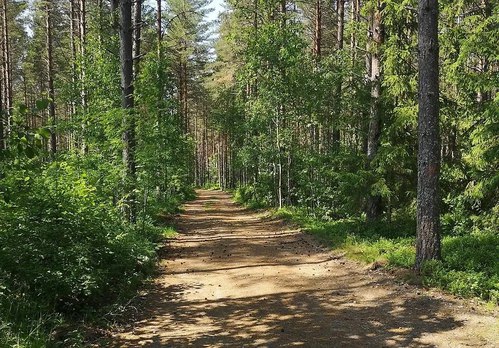 Motionsspår omgivet av skog och grönt i sommaren