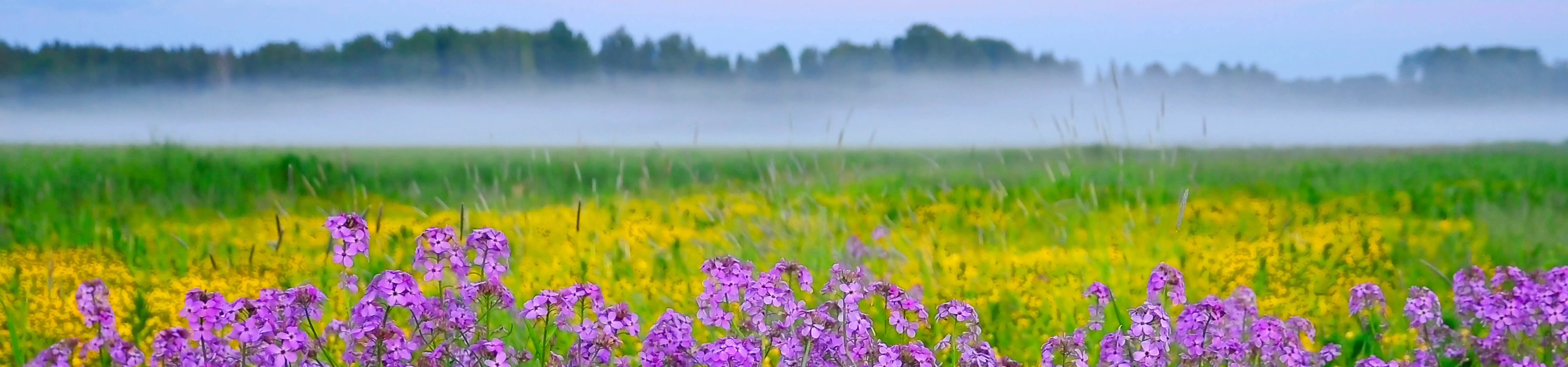 En blommande äng med dimma i bakgrunden