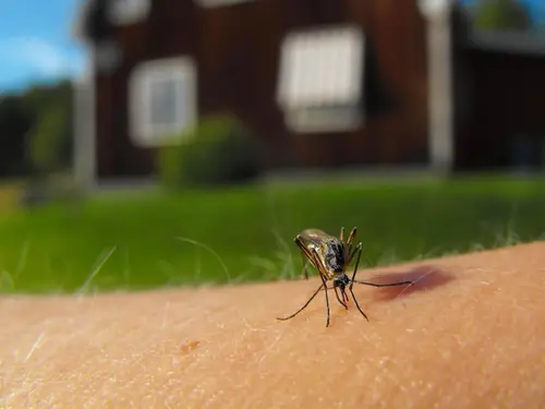 Närbild på mygga som sitter på arm
